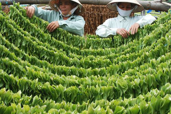 HTV7 - Dr. Nguyen Thi Ngoc Tram and The Crinum latifolium L.