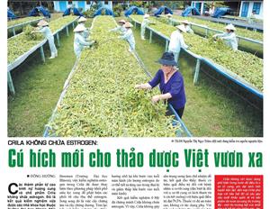 CRILA KHÔNG CHỨA ESTROGEN: Cú hích mới cho thảo dược Việt vươn xa