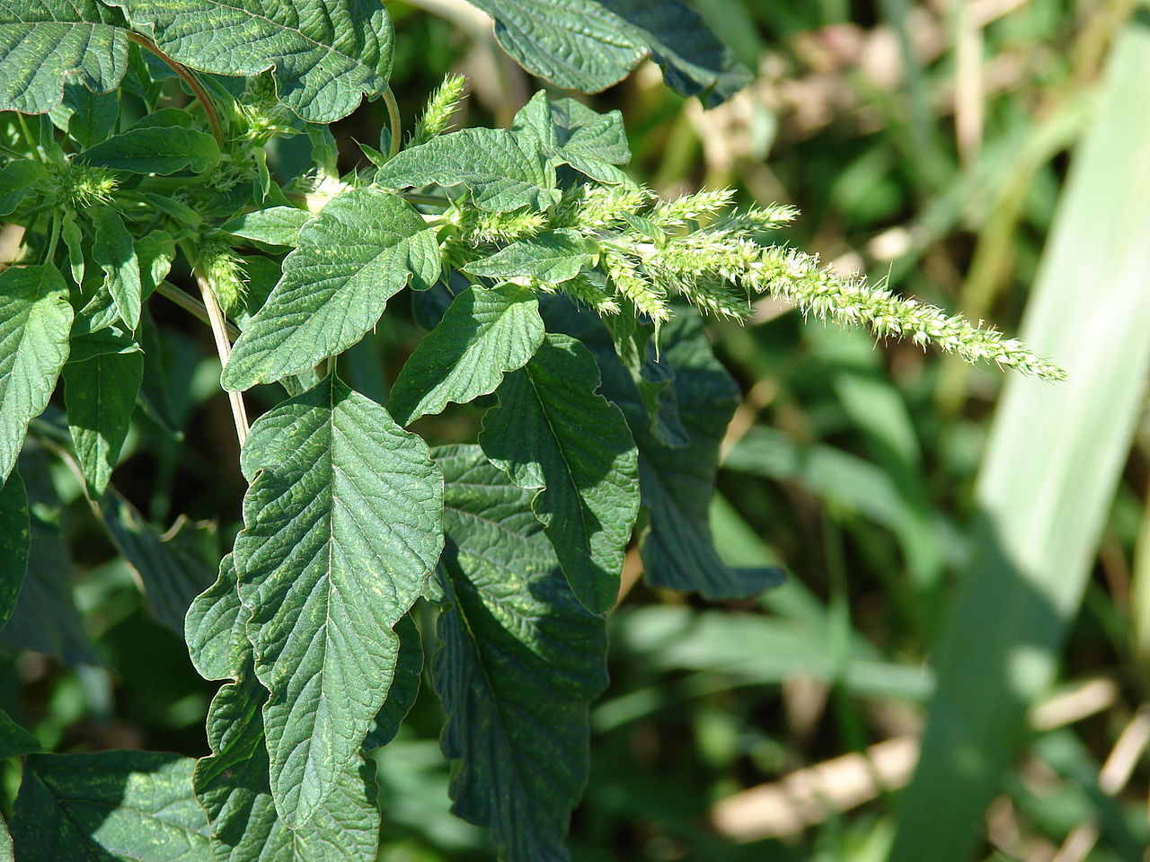 AMARANTH opens up a new direction for the treatment of hemorrhoids