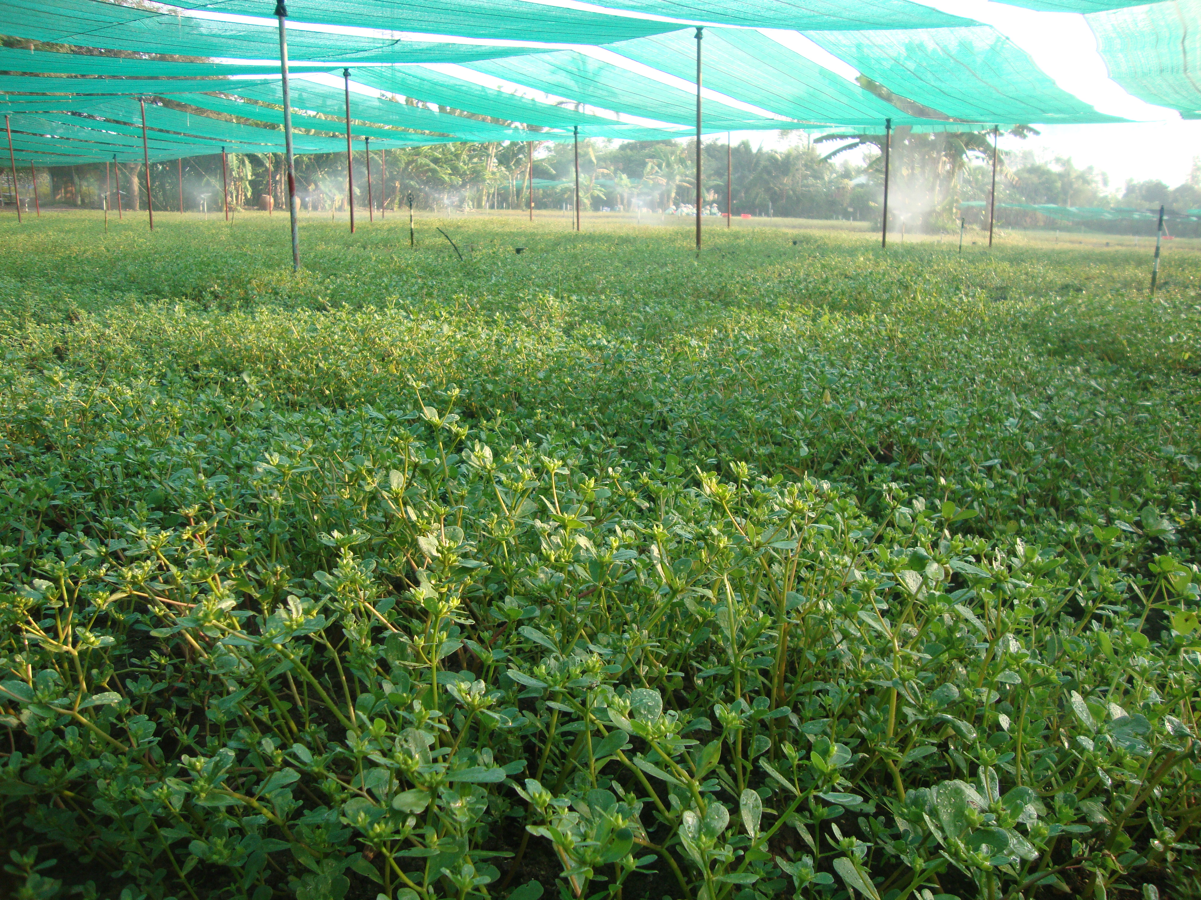 Surprised with the effect of Purslane to treat hemorrhoids