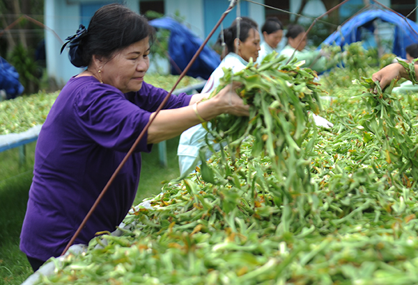 Nữ tiến sĩ dành cả đời vì ngành dược Thuần Việt