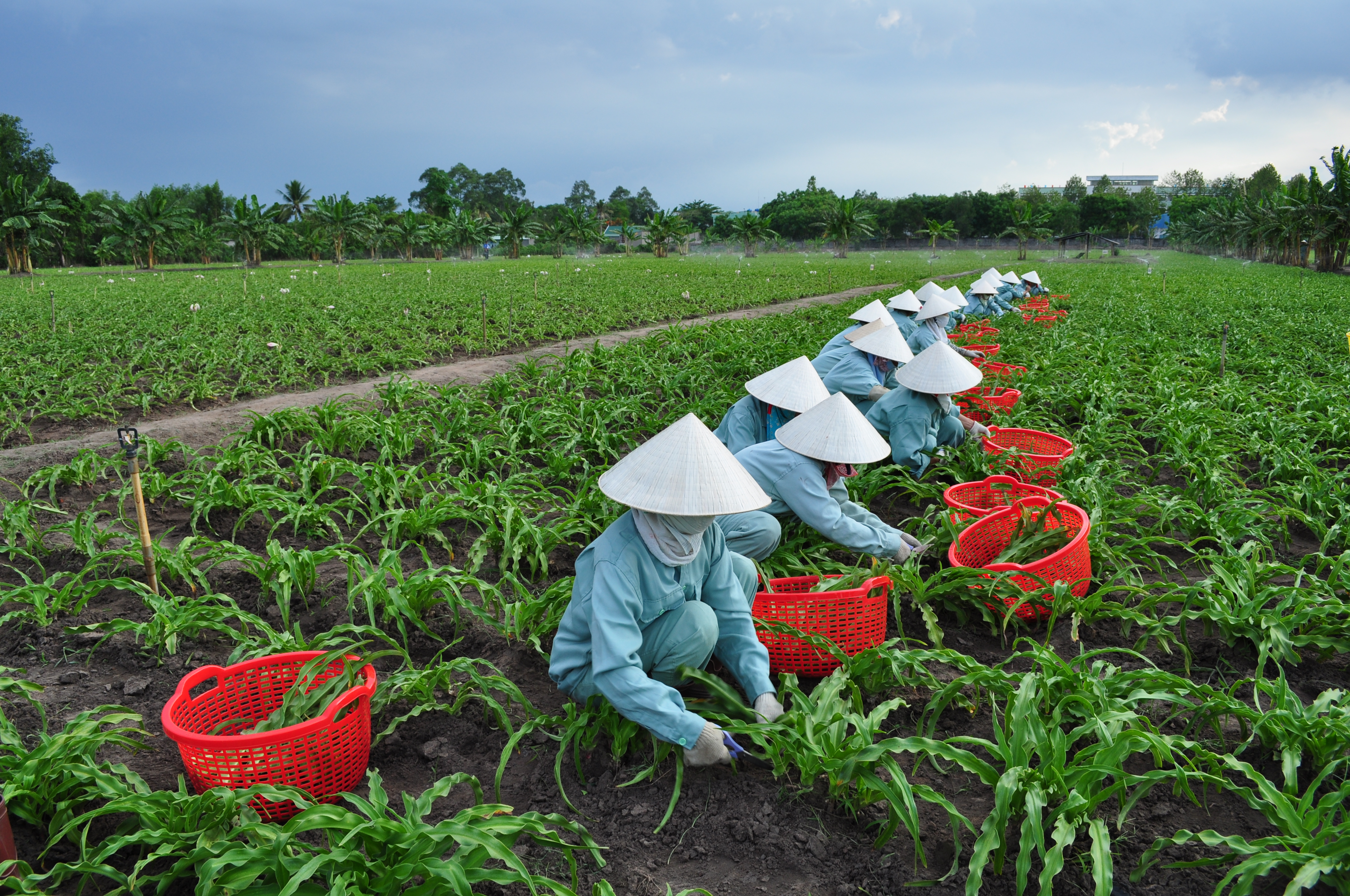 BTV - The growing area of ​​Crinum latifolium L meets GACP-WHO standards