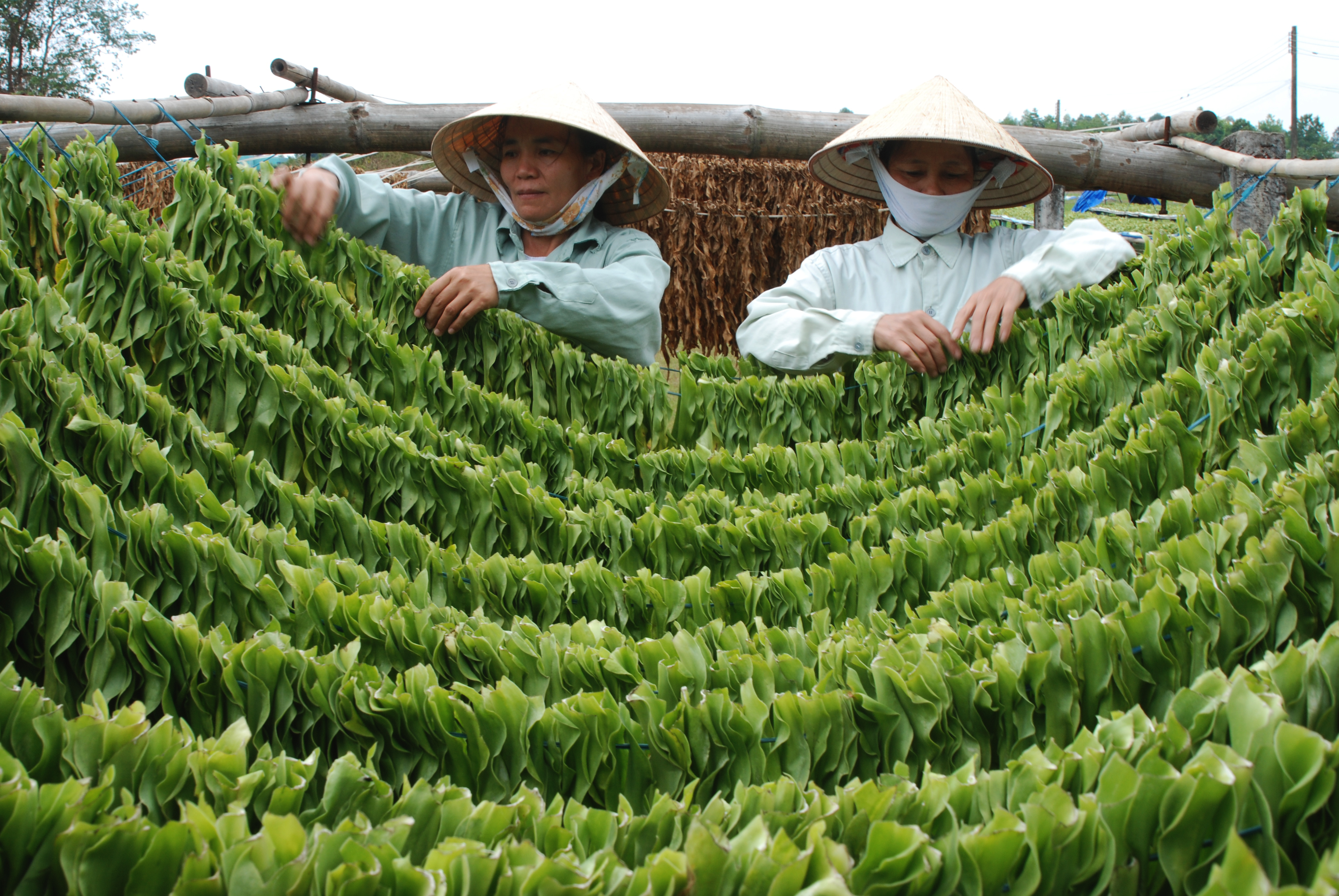 VTV1 - The Crinum latifolium L and the research project received a national award