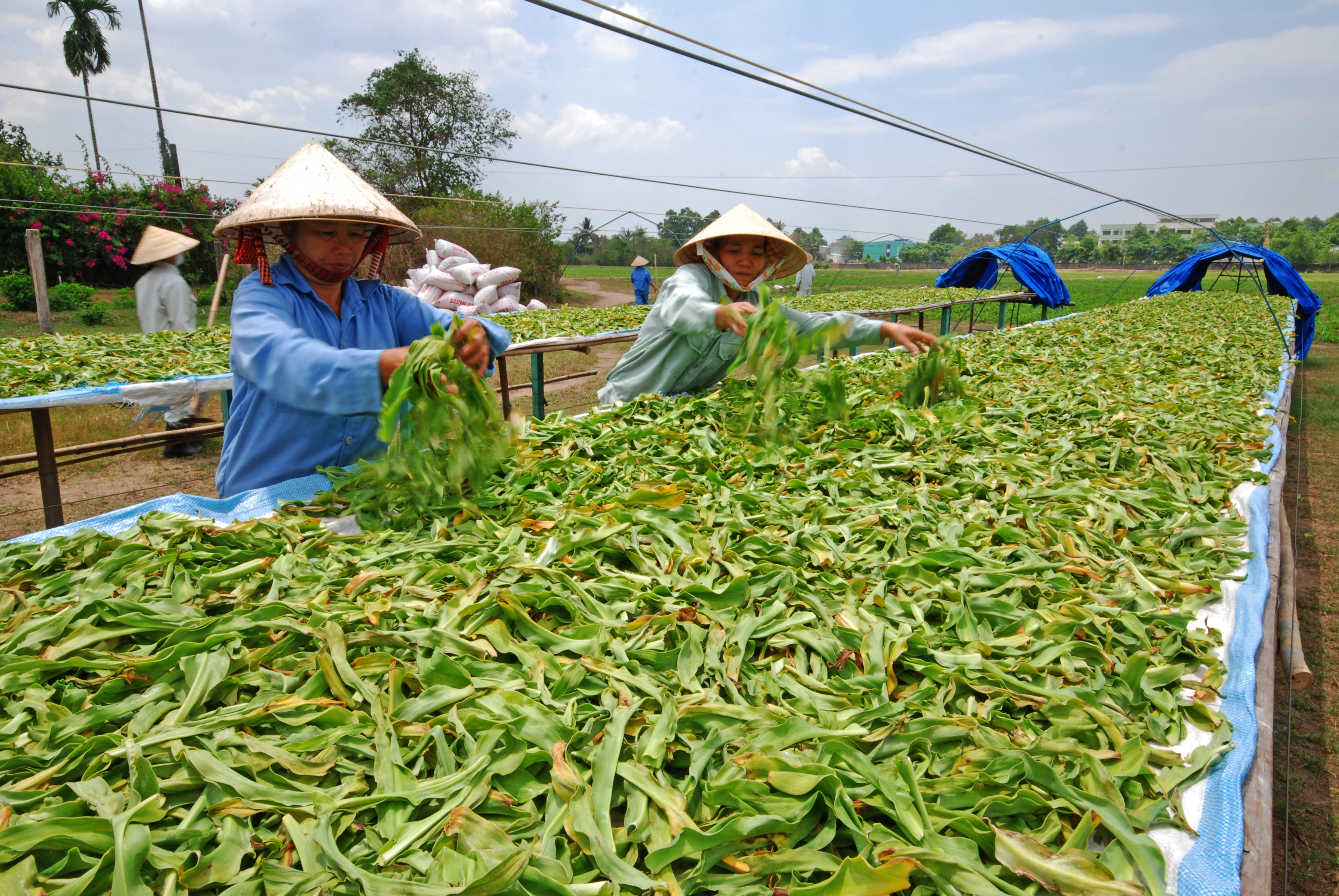 BTV - Crinum latifolium L and cancer diseases