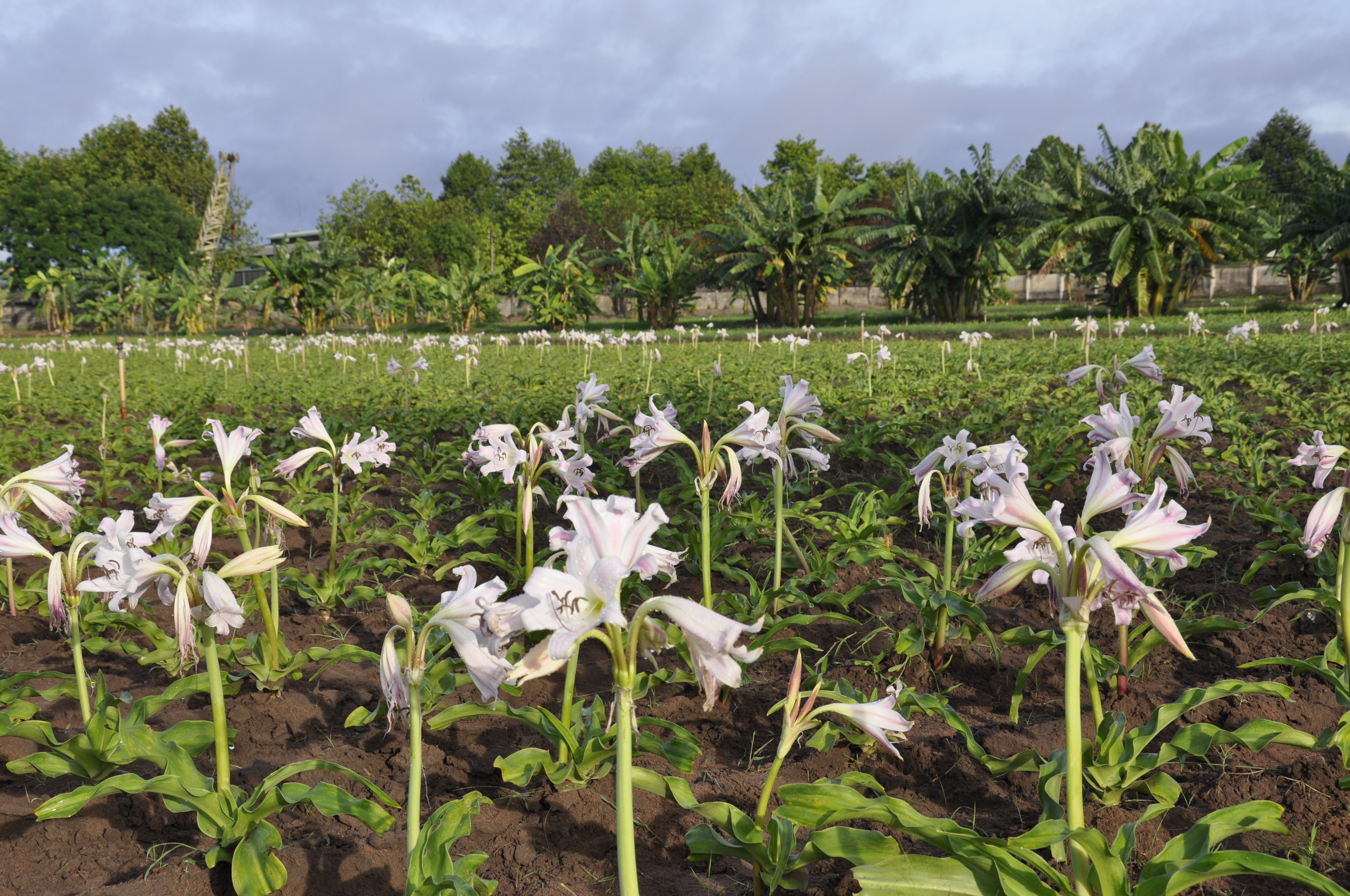 DR. NGOC TRAM AND SECRETS OF MEDICINAL PLANT – CRINUM LATIFOLIUM L.