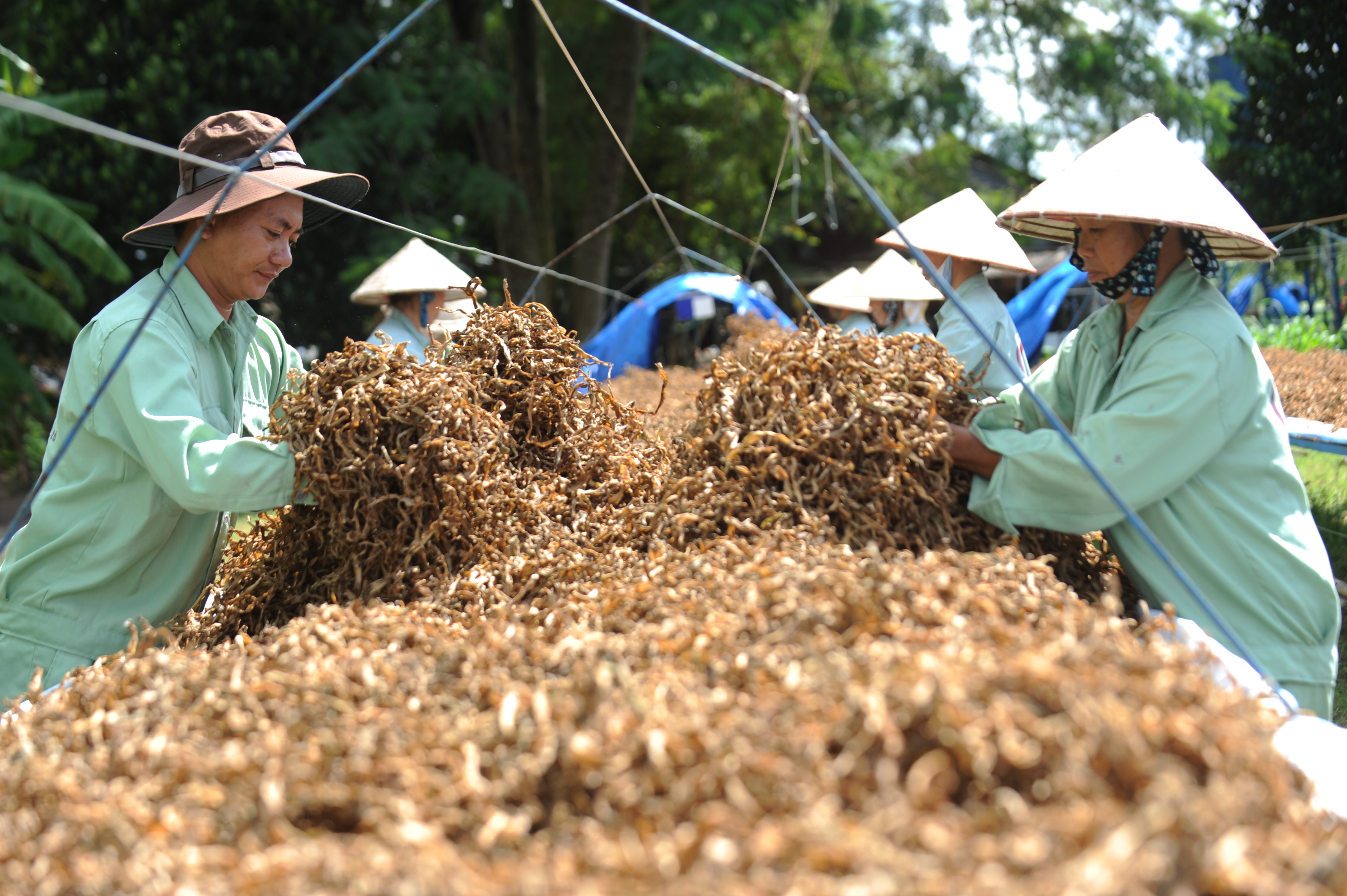 Từ Trinh nữ hoàng cung đến thương hiệu viên nang Crila