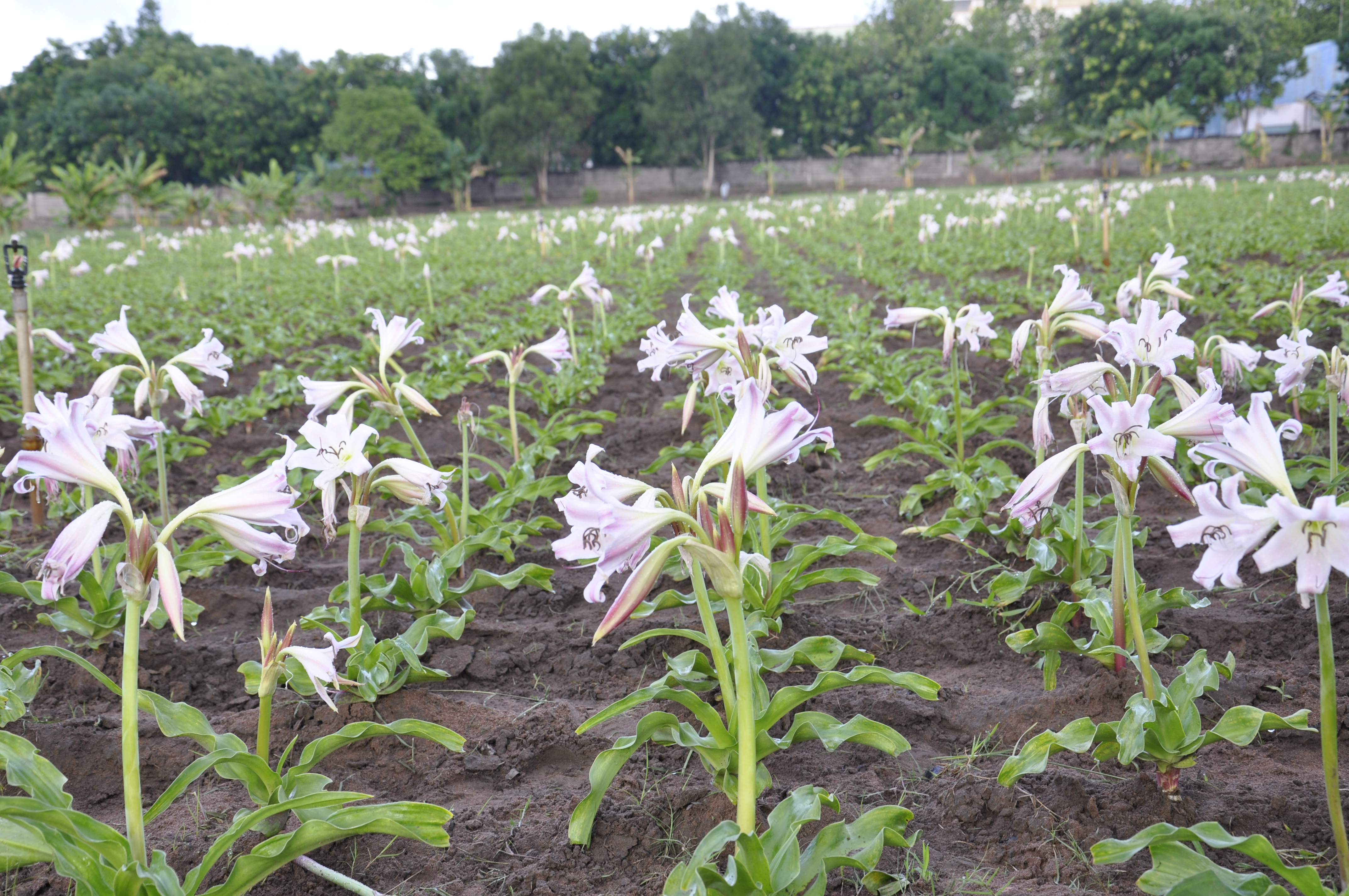 Crinum latifolium L. controls uterine fibroids