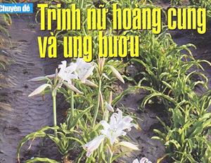 Tác dụng của Trinh nữ hoàng cung đã được khoa học chứng minh - tập 4