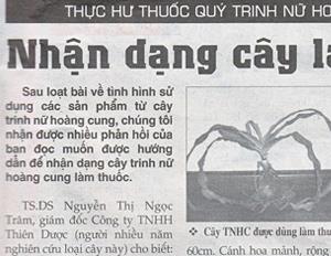 Thực hư thuốc quý Trinh nữ hoàng cung - Kỳ cuối: Nhận dạng cây làm thuốc