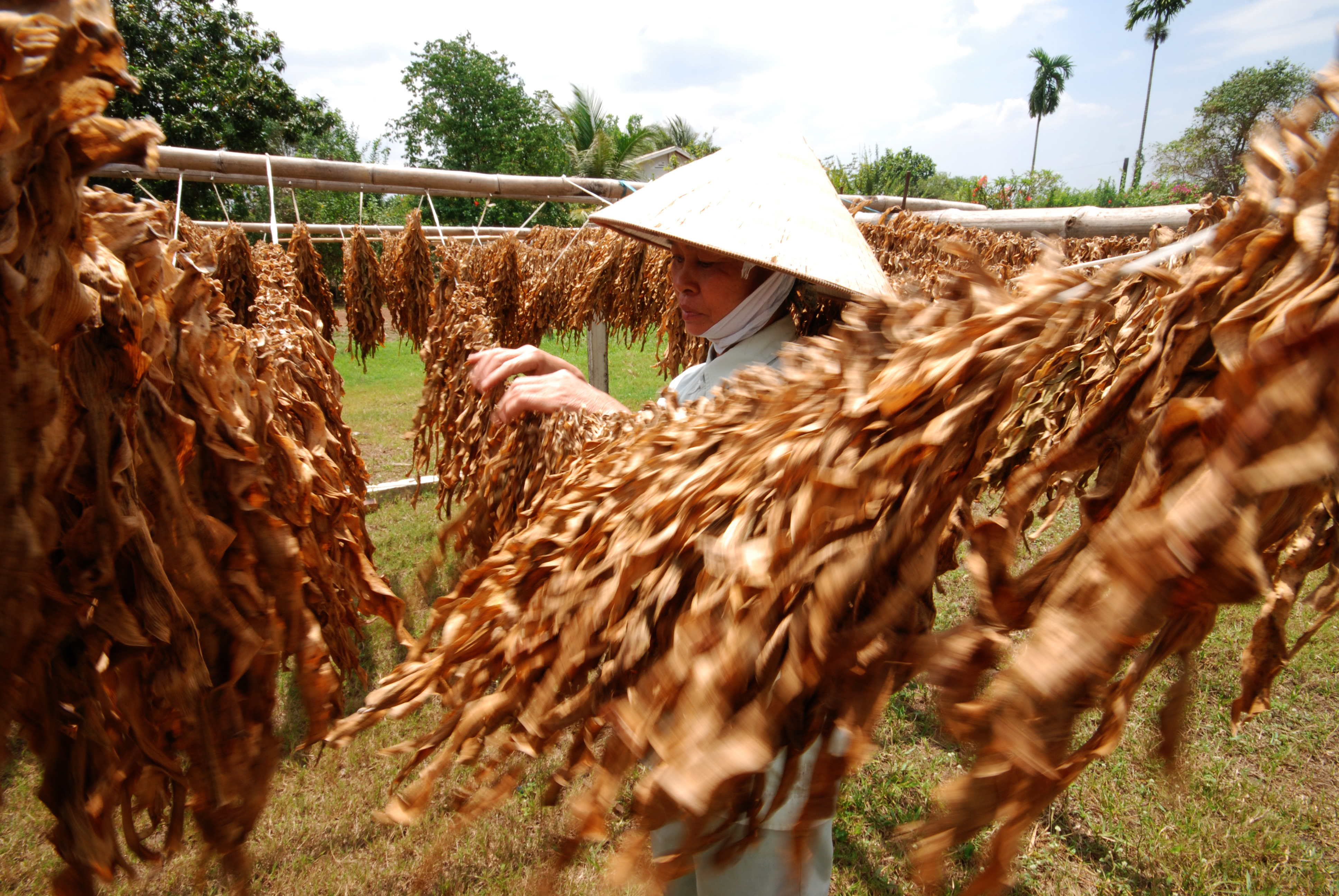 Thực hư thuốc quý Trinh nữ hoàng cung - Kỳ 2: Không phải cây náng nào cũng là Trinh nữ hoàng cung !