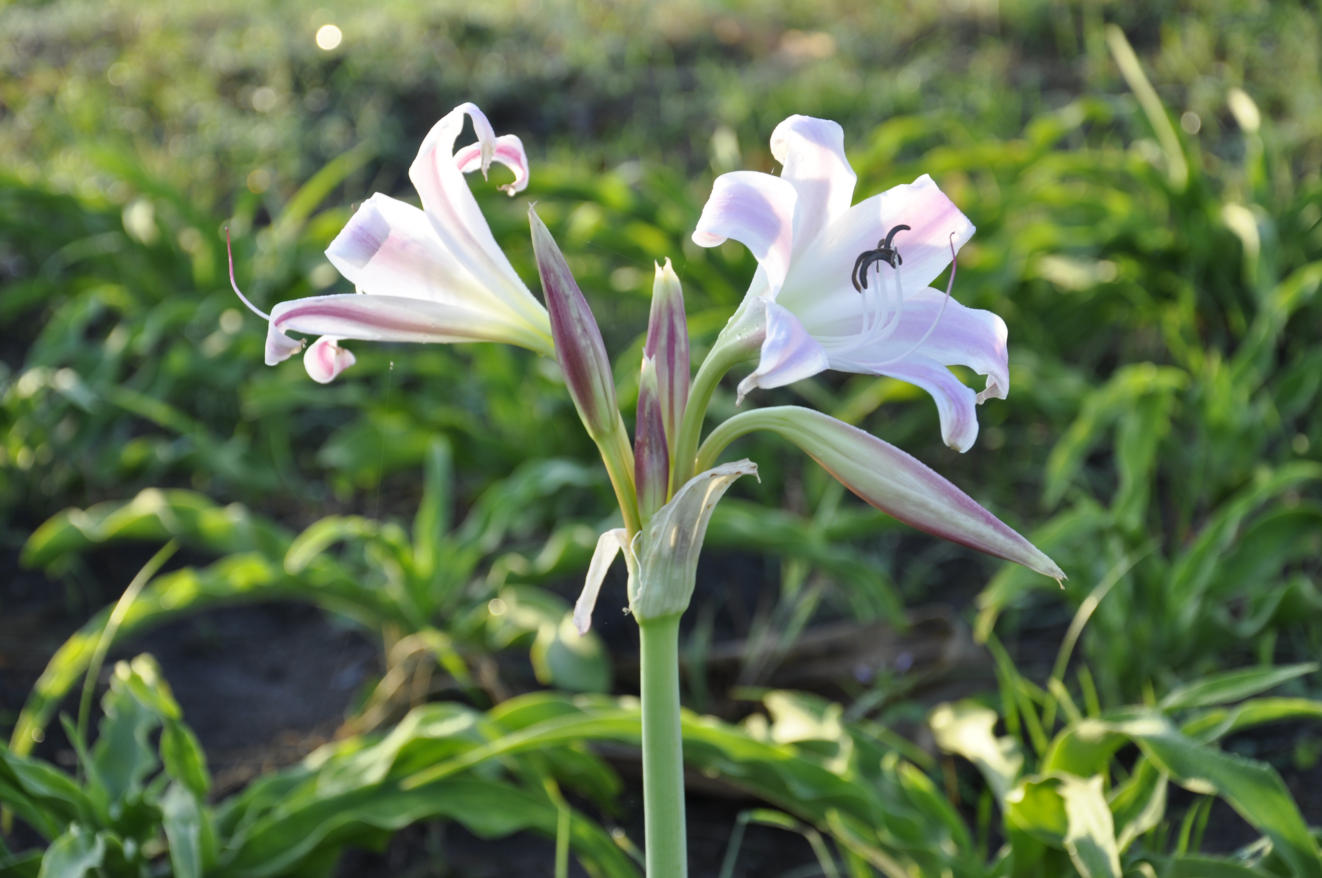 Crila capsule and products formulated from Crinum latifolium L.