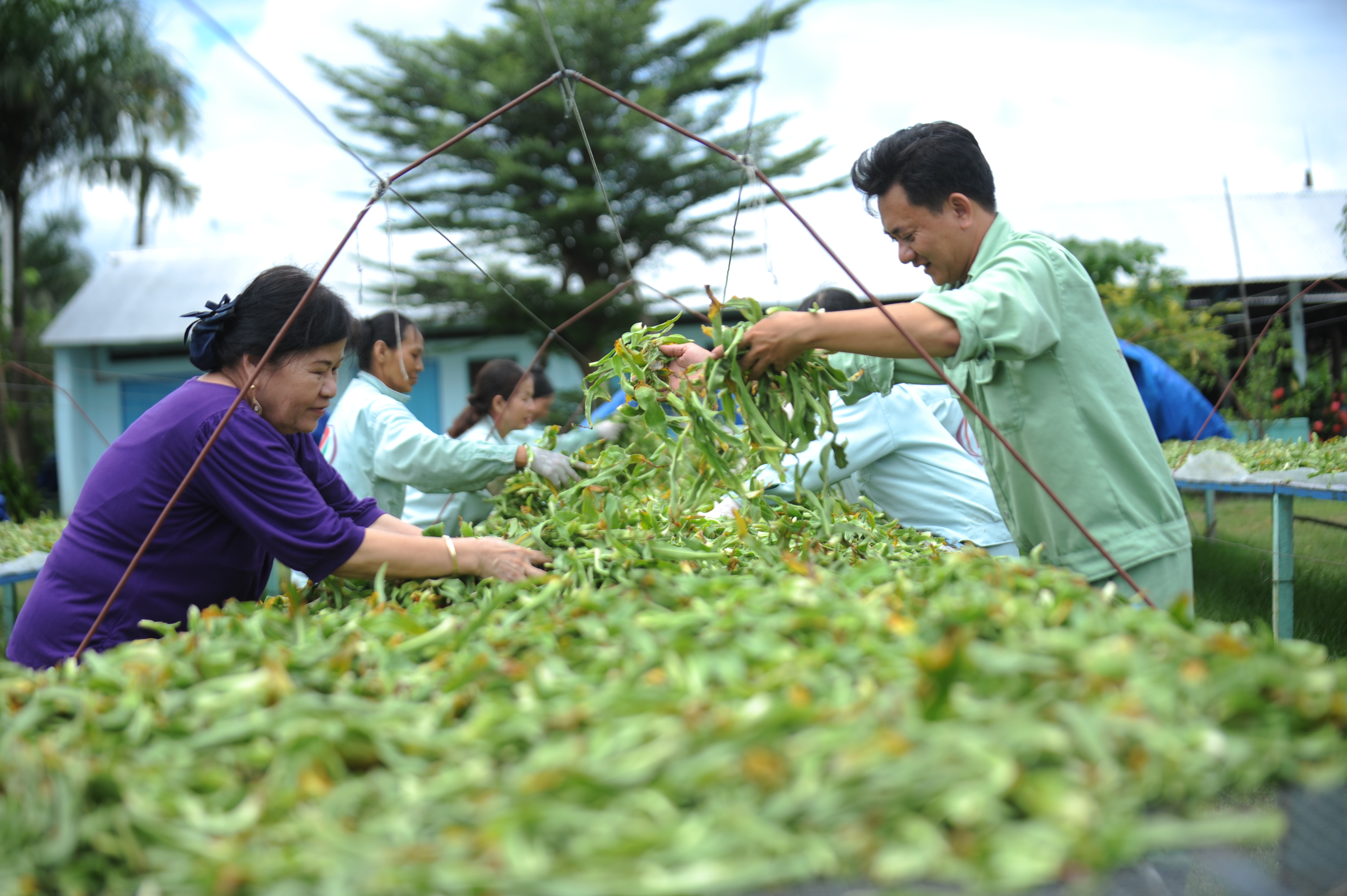 Vùng trồng trinh nữ hoàng cung đạt chuẩn GACP-WHO: Bước tiến mới trong sản xuất dược liệu