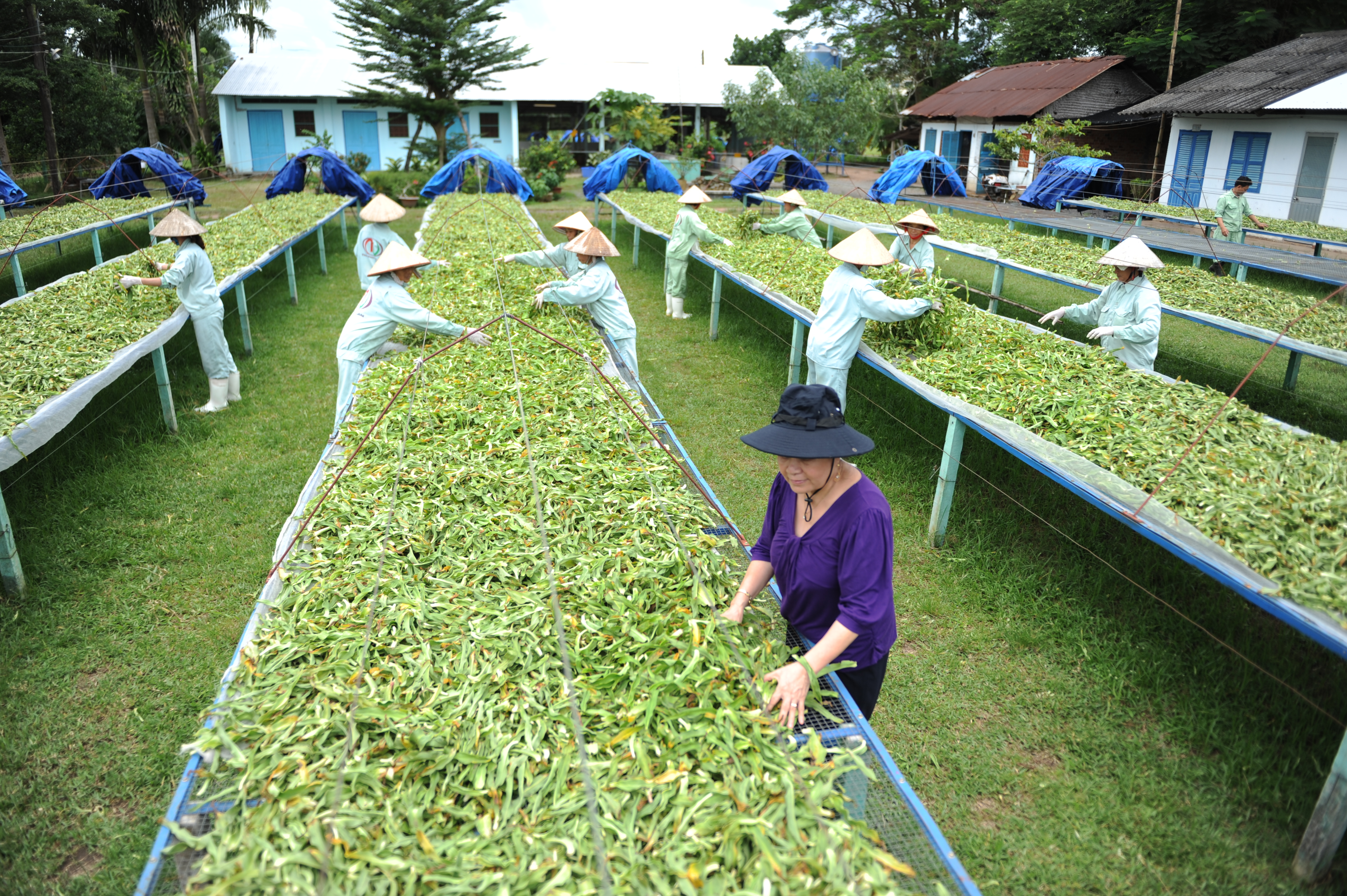 Thuốc Việt hành trình không dễ dàng