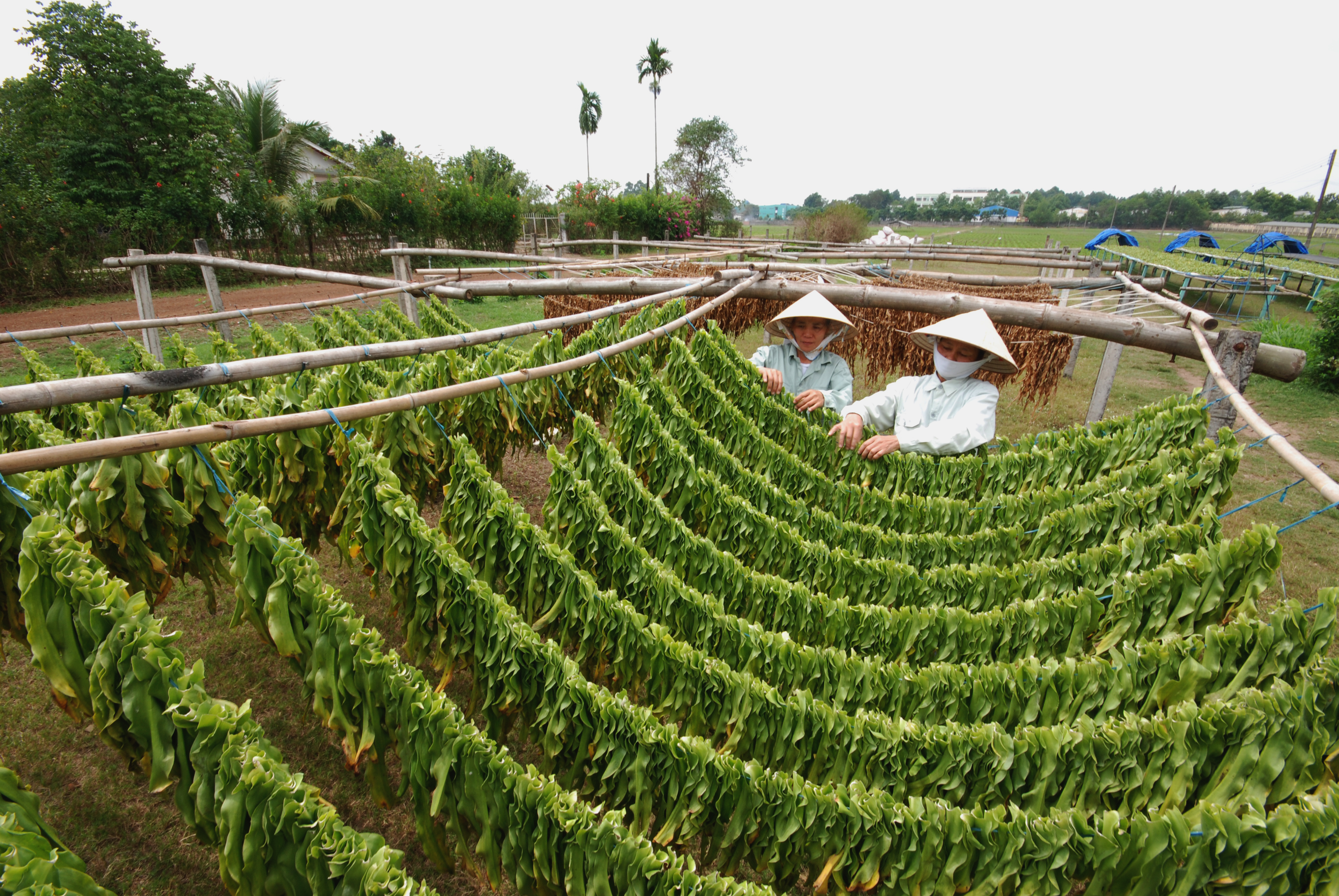 Sử dụng các sản phẩm từ Trinh nữ hoàng cung: Cẩn trọng không thừa!