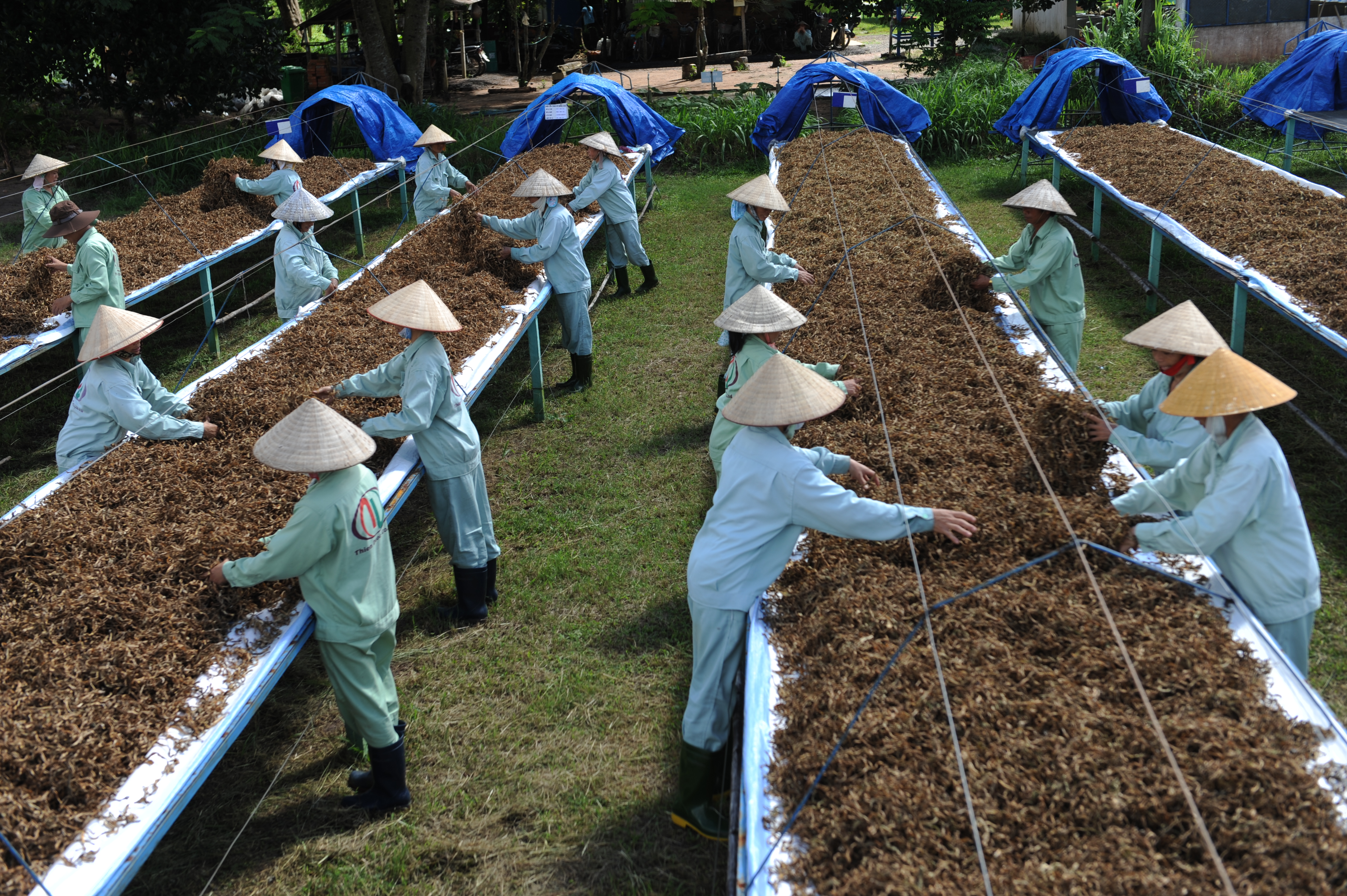 Crila capsule honoring Vietnamese pharmacists and medicinal herbs