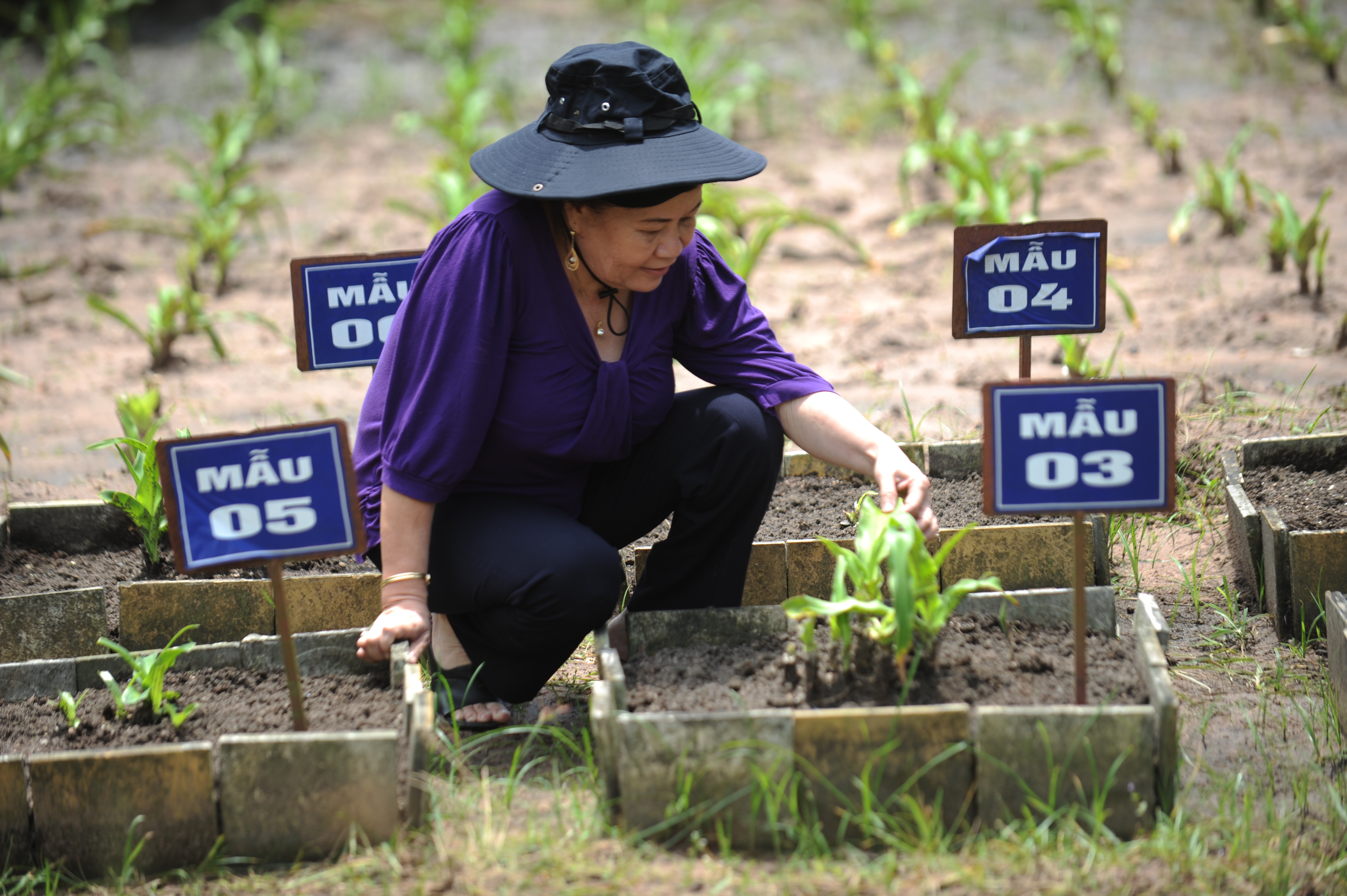 TS-DS Nguyễn Thị Ngọc Trâm: Người tìm phép lạ từ cây cỏ