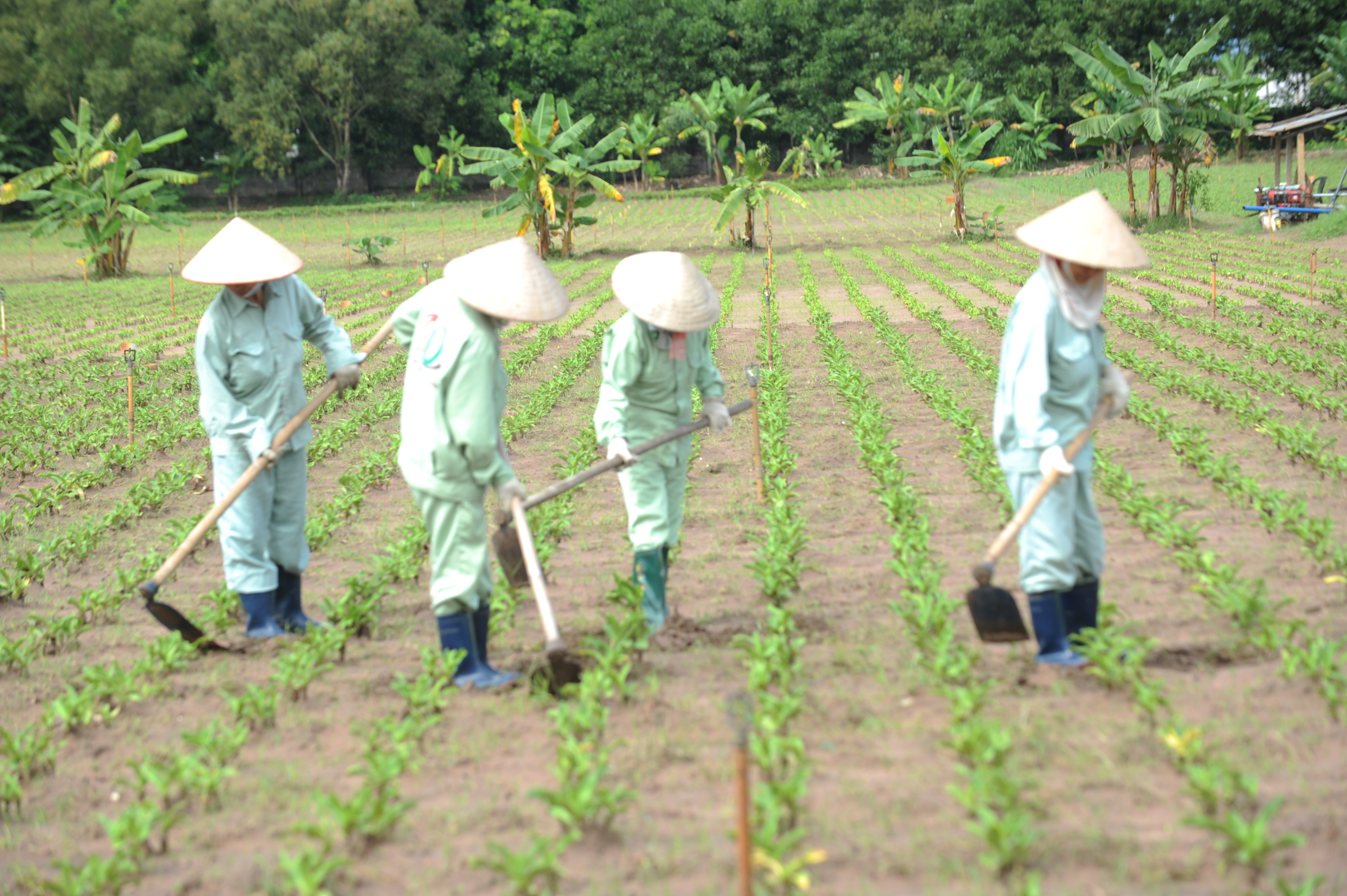 Thành công của Công ty Thiên Dược: Không chỉ có trinh nữ hoàng cung