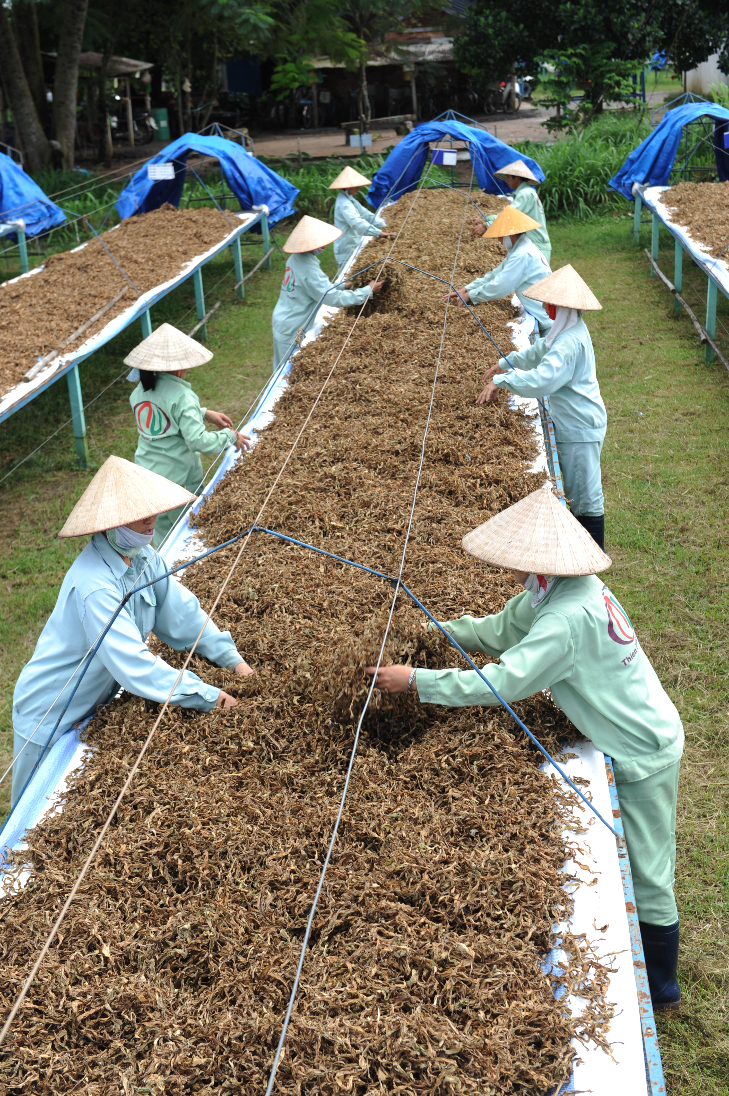 Giá trị dược liệu đặc biệt từ cây Trinh nữ Crila