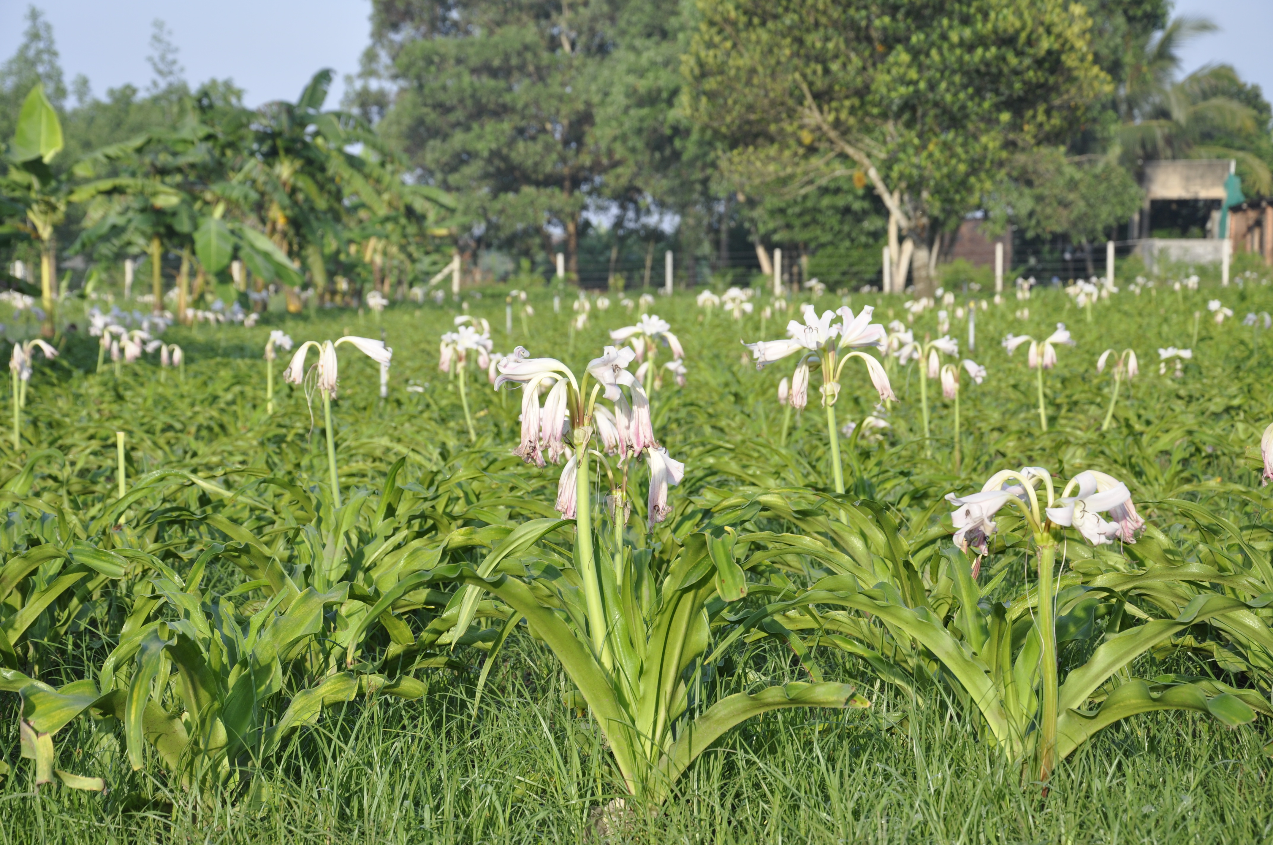 Từ Trinh nữ hoàng cung đến thương hiệu viên nang Crila