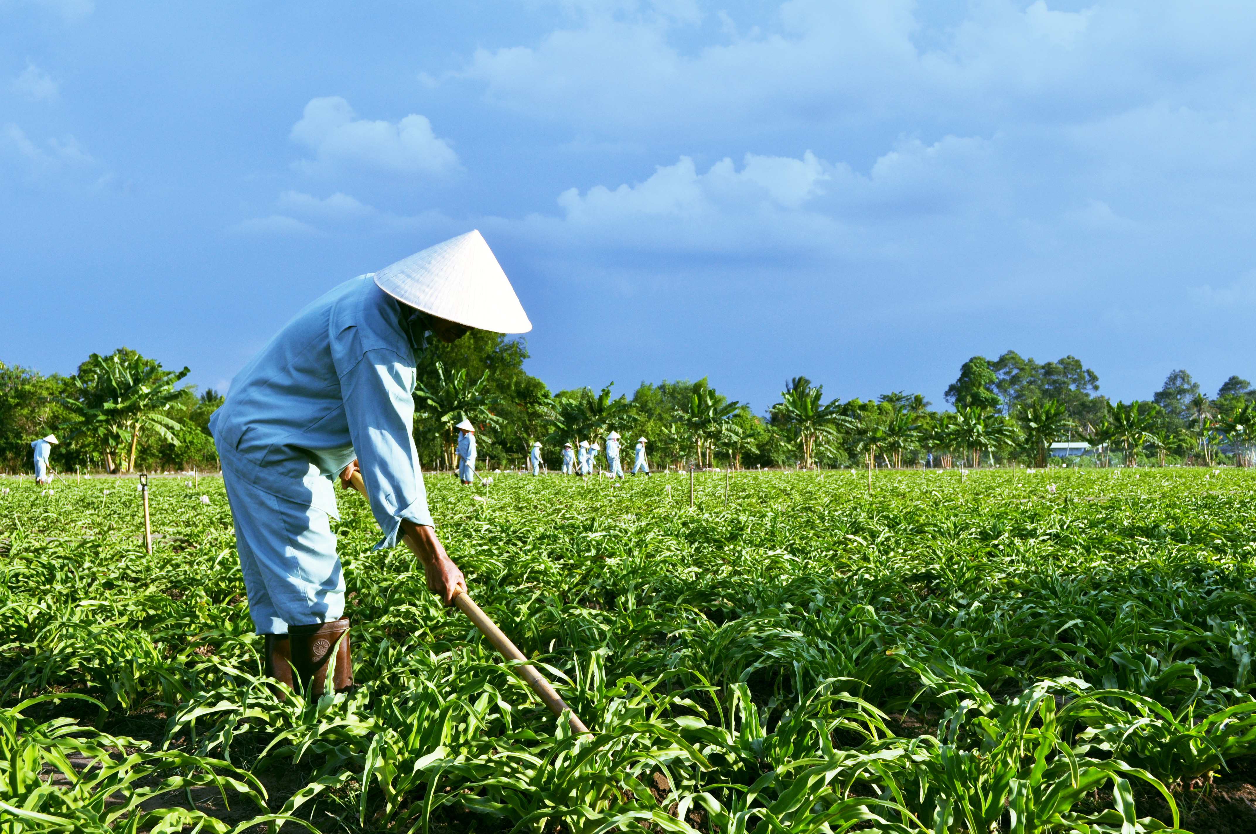 Tiến Sĩ Nguyễn Thị Ngọc Trâm với cây thuốc " Trinh nữ hoàng cung"