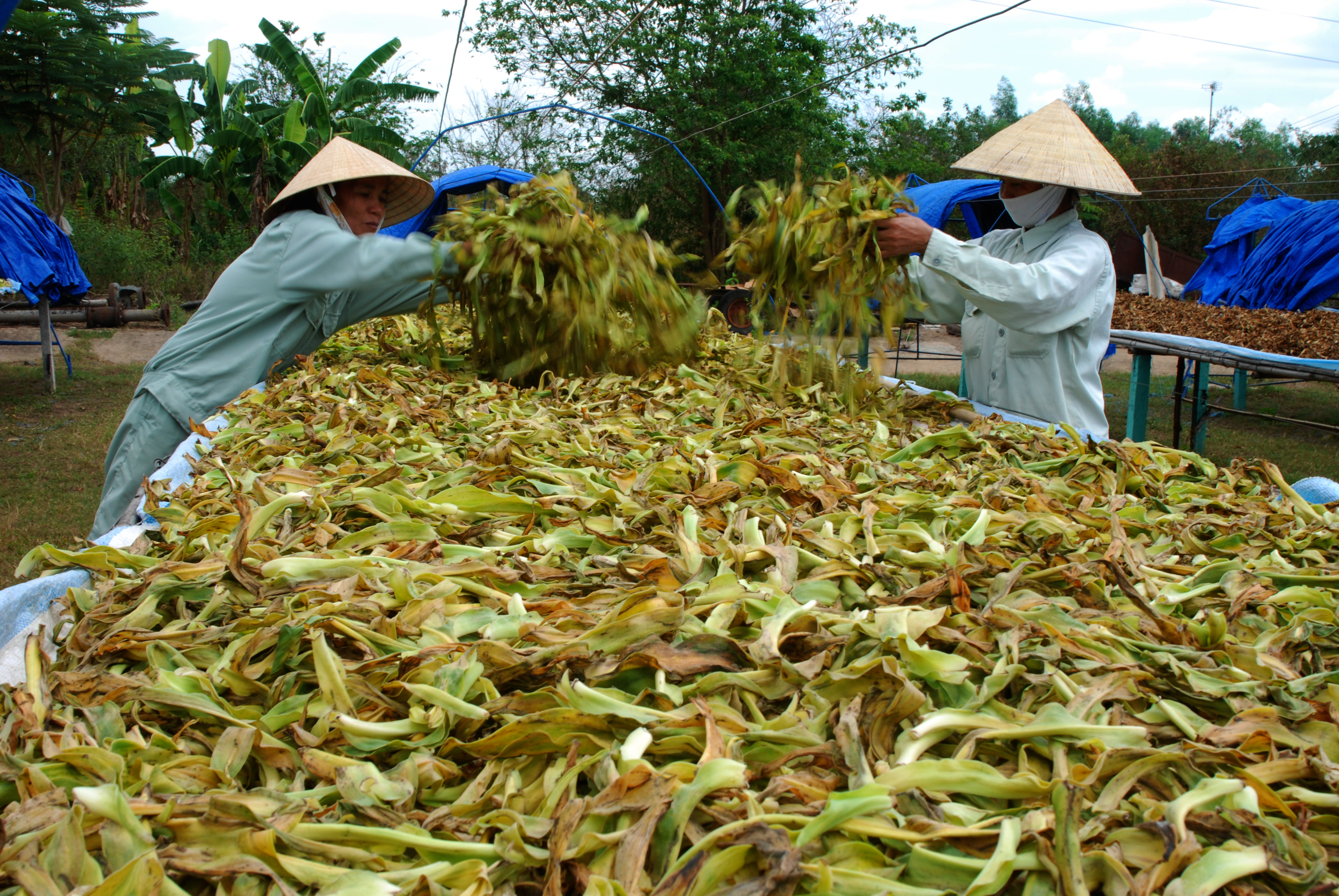 Tiến sĩ-Dược sĩ Nguyễn Thị Ngọc Trâm và cây Trinh nữ hoàng cung