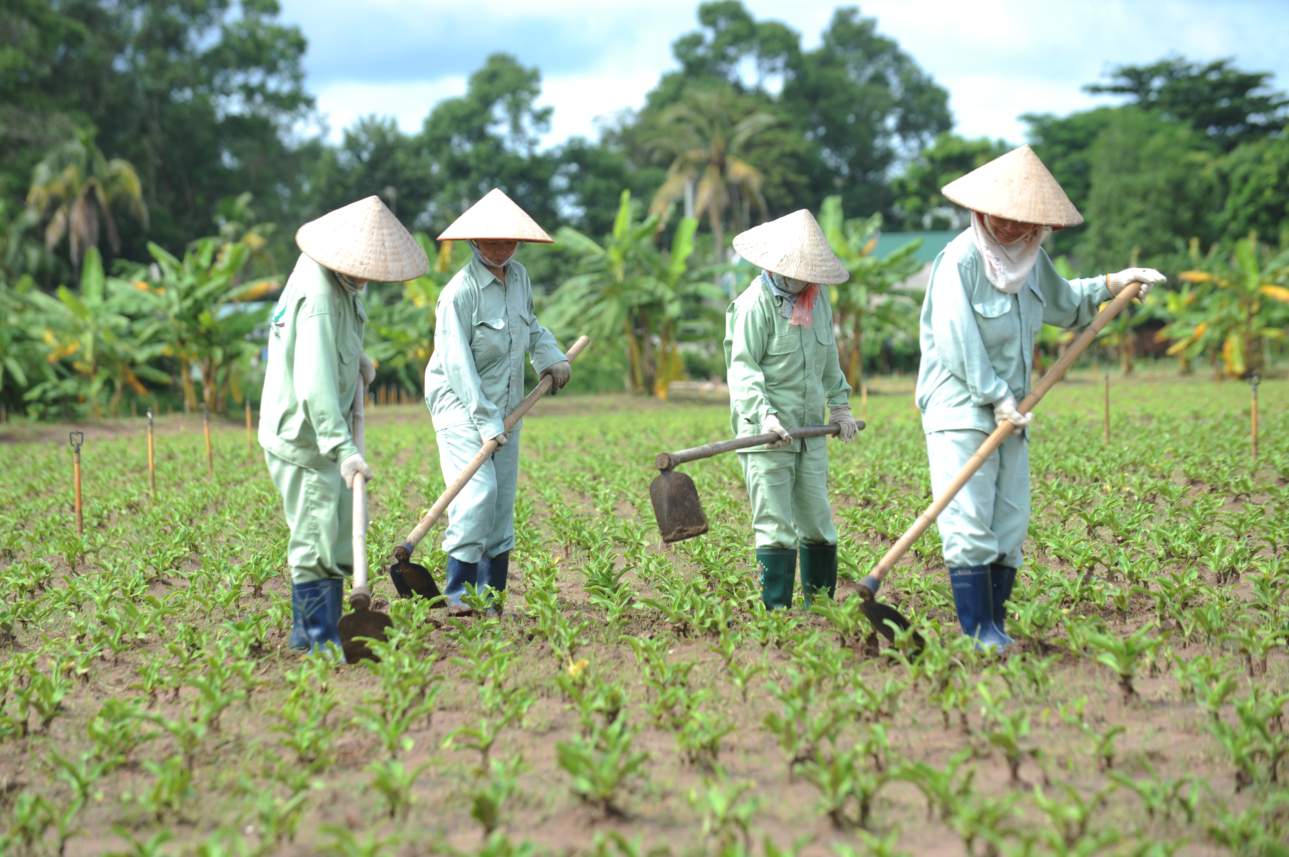 Trinh nữ hoàng cung không phải là thần dược