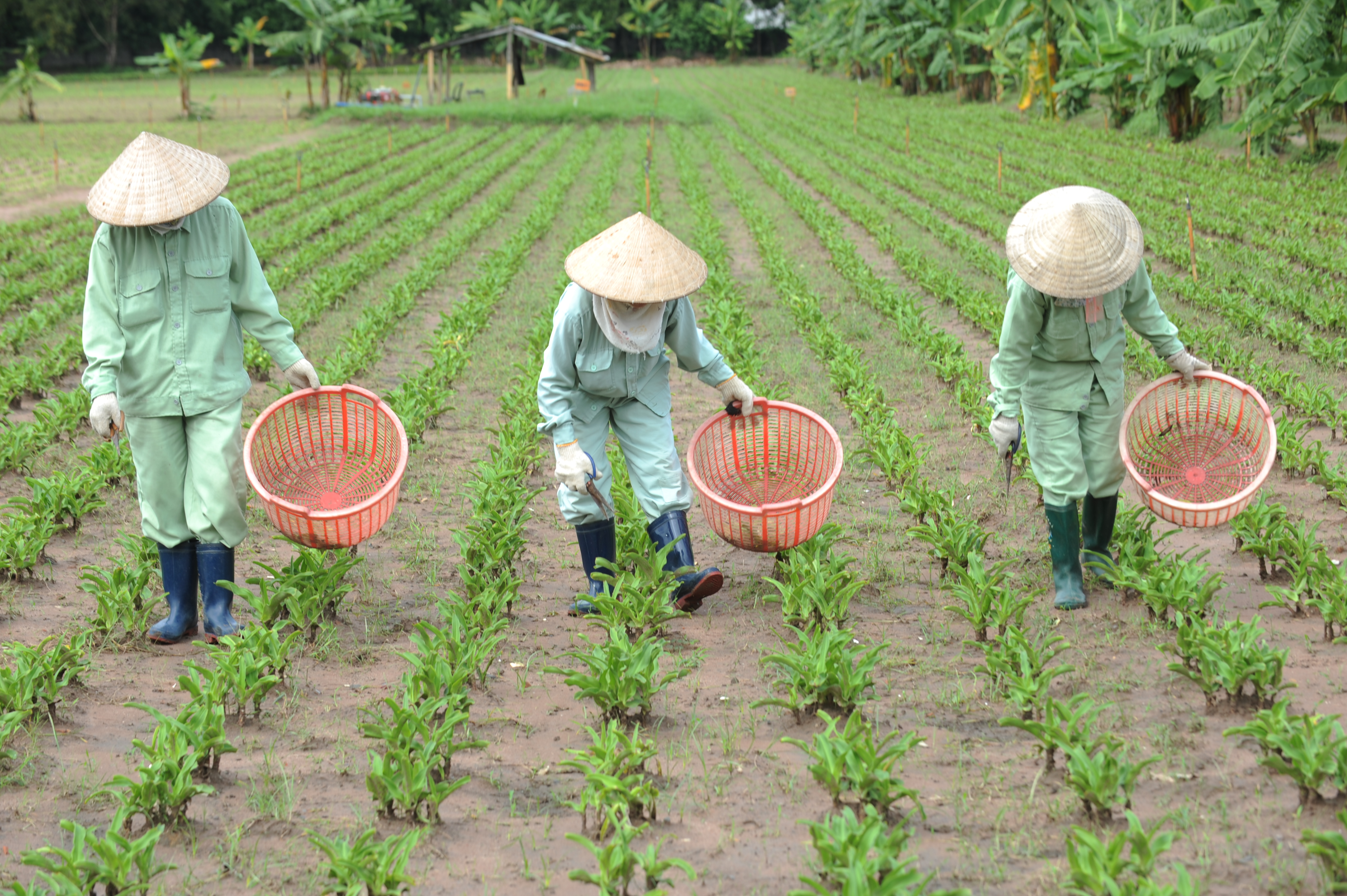 Sử dụng trinh nữ hoàng cung cẩn thận