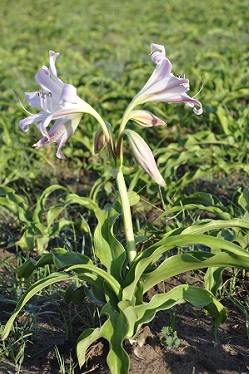 Amazingly, one herbal can “crush” many tumors