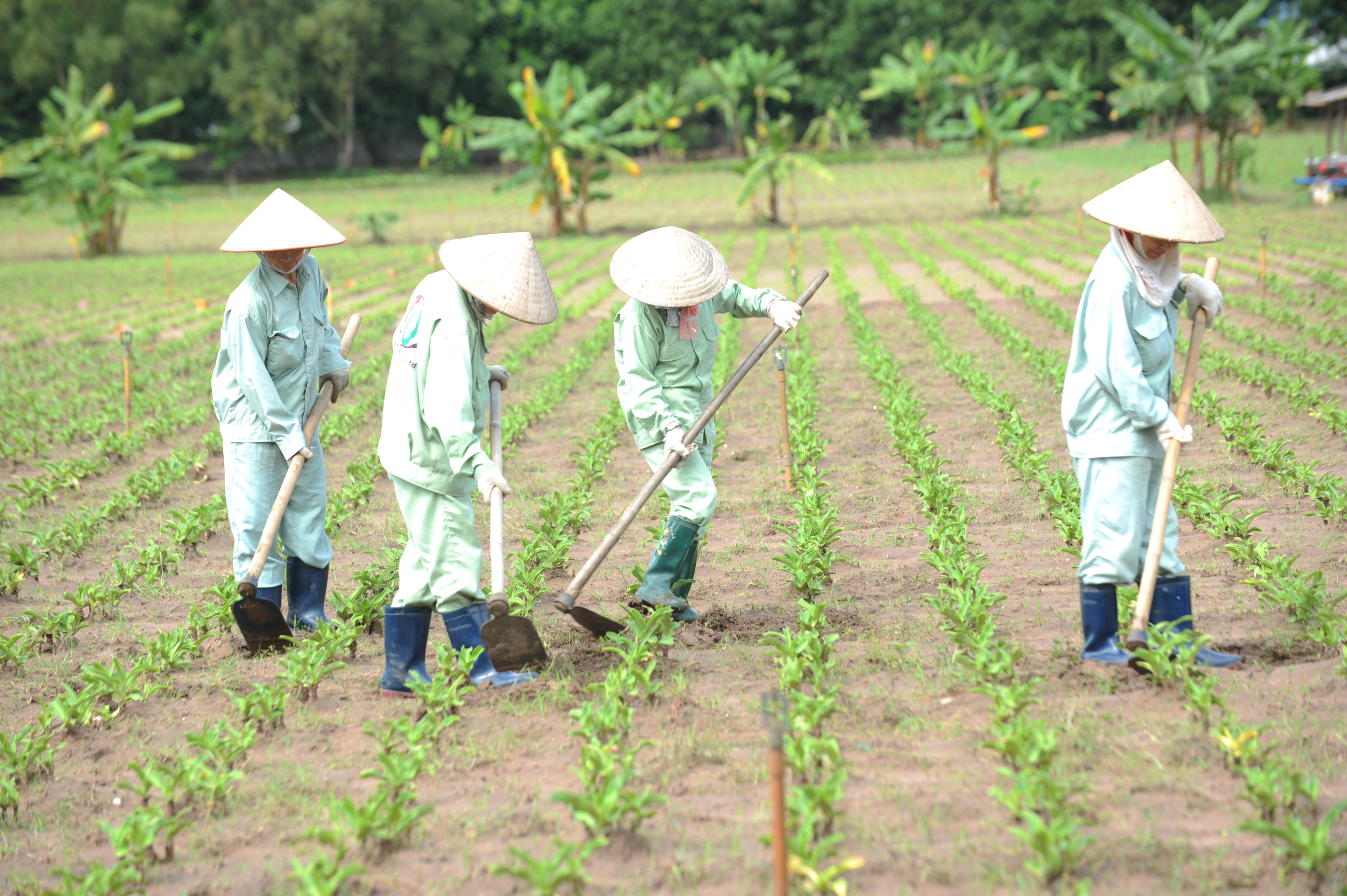 Healing Quest - Vùng trồng cây Trinh nữ hoàng cung đạt GACP