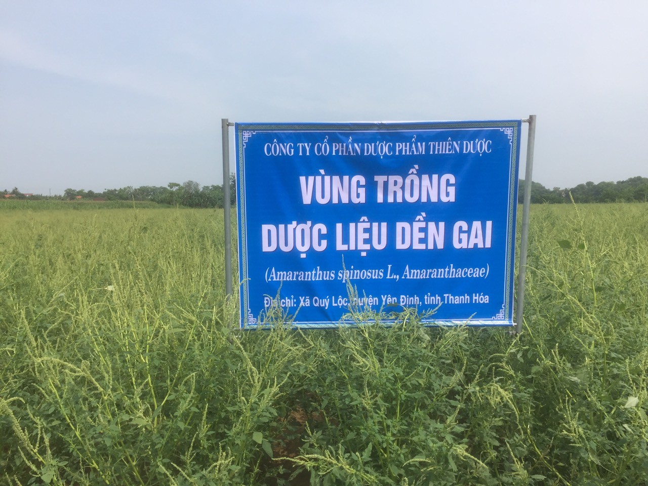 Hiệu quả từ đề tài nghiên cứu khoa học cụm cây Dền Gai và Rau Sam